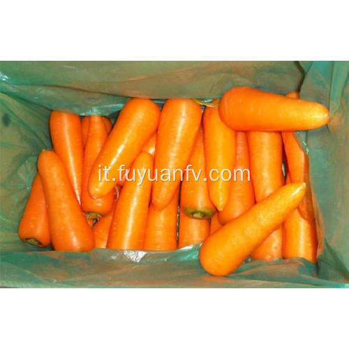 Deliziose carote fresche 2019